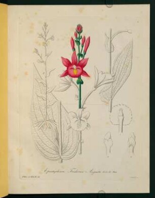 1r-1v, Epistephium Friderici Augusti