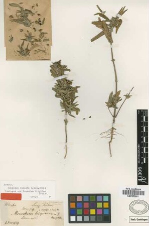 Monechma hispidum Hochst. [isotype]