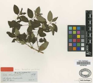 Brachyotum gracilescens Triana [isotype]