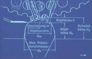 Schemazeichnung: Erntetechnik, Zuckerrübe, Köpforgan