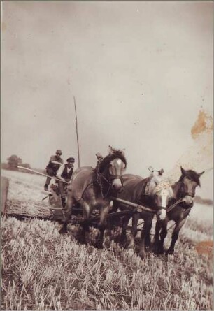 Mähmaschine mit Dreigespann
