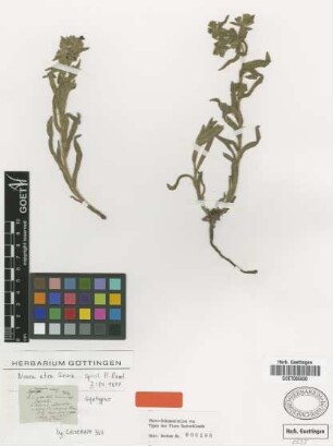 Nonea atra Griseb. [syntype]