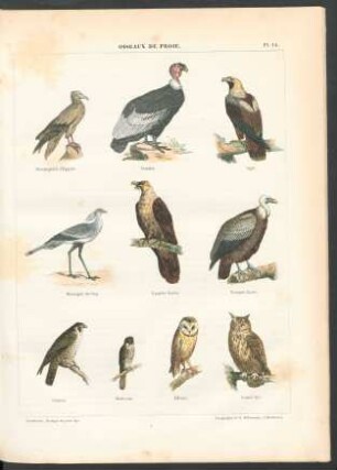 Tafel 14. Oiseaux de proie.