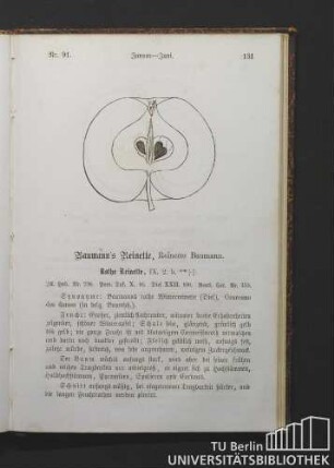 Nr. 91. Baumann's Reinette, Reinette Baumann.
