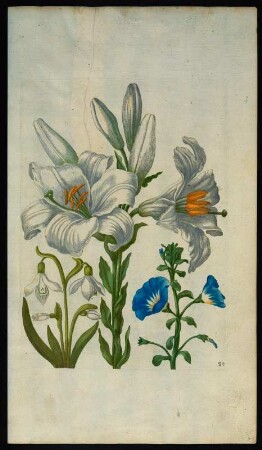 Weisse Lilien, Schneetröpflein und blauer Bindling