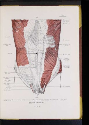 Musculi abdominis.