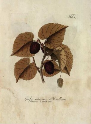 Tab. 67. Grosse schwarze Maulbeer [...]