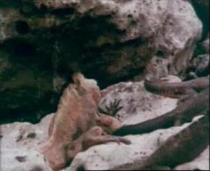 Amblyrhynchus cristatus (Iguanidae) - Paarungsverhalten