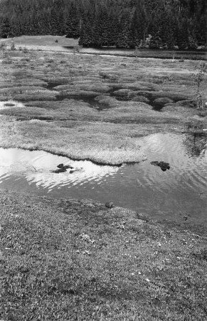Verlandungserscheinung im Kleinen Arbersee : Blick über Verlandungsbereiche des Kleinen Arbersees