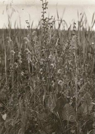 Europa. Wiesensalbei (Salvia pratensis)
