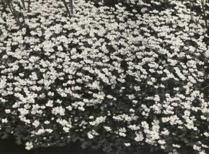 Gewöhnlicher Wasserhahnenfuß : Königswartha, Gewöhnlicher Wasserhahnenfuß (Ranunculus aquatilis L.) in Blüte