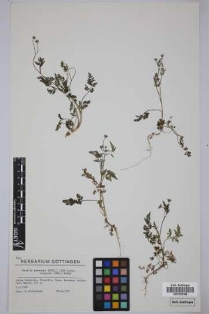 Torilis arvensis purpurea (Ten.) Hayek