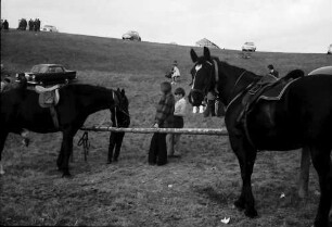 Vogtsburg: Pferde des Reitturniers