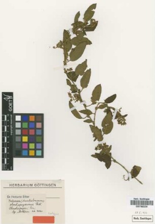Solanum chachapoyasense Bitter [isotype]