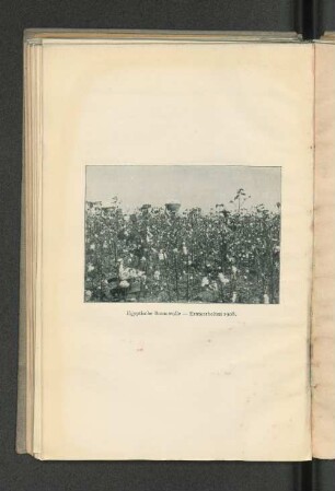 Egyptische Baumwolle - Erntearbeiten 1908.
