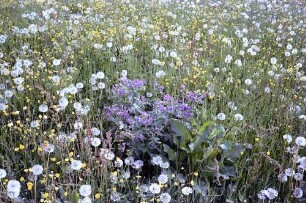 Wiese mit Pusteblumen (Löwenzahn) auf dem Rinken