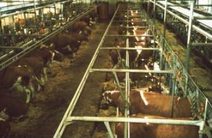 Fotografie: Anbindestall, Milchviehhaltung, Festmist, Anbindevorrichtung, Rohrmelkanlage