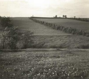 Blühende Wiesen und Heckenlandschaft, vermutlich nahe dem Sattelberg