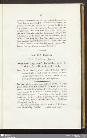Natica depressa. Tab. V. - Lower figures