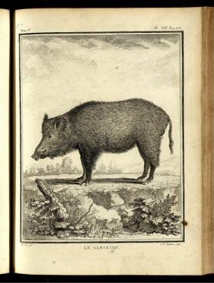 Pl. XIV. [bis] Pl. XXIV.