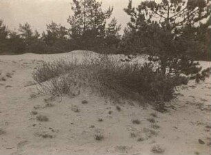 Lausitzer Tiefland. Bärwalde. Sandfang auf einer Düne
