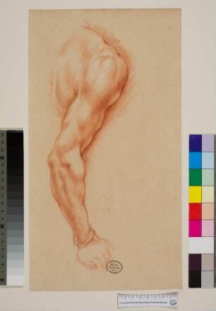 Schulter und Arm eines Mannes