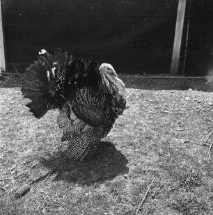 Long Island, Underhill Farm, Truthahn