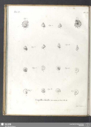 Coquilles fossiles des environs de Paris. Pl. IX