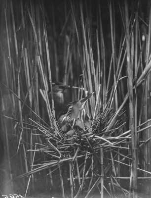 Zwergdommel : Zwergdommel (Ixobrychus minutus Linnaeus), adulte Vögel und Jungvogel im Nest.