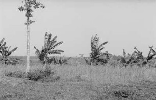 Mischkulturenlandschaft : Landschaft mit Reis und Bananen