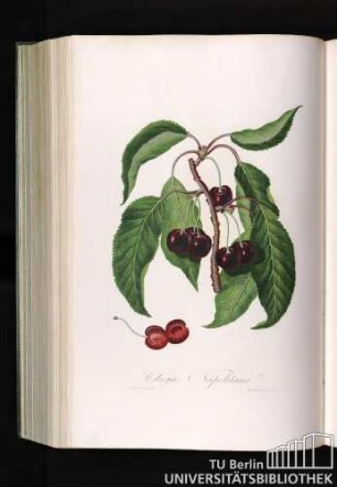 Ciliegia Napoletana