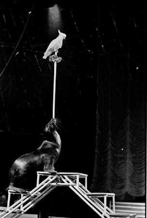 Gastspiel des Zirkus "Krone" in Karlsruhe.