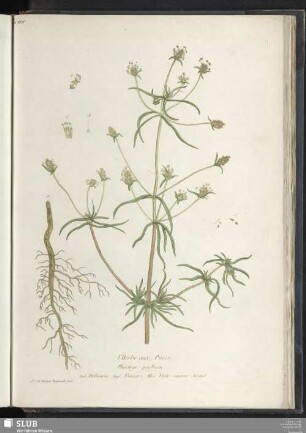 l'Herbe aux Puces