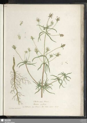 l'Herbe aux Puces