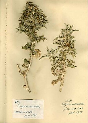 Compositae Scolymus maculatus Linné, Carl von (1707 - 1778) [Jerusalem, Yerushalayim, El Quds, Al-Quds, Al Quds, El Quds Esh Sherif, Al-Muqaddas, Jérusalem, Gerusalemme, Jerusalén, Aelia Capitolina, Colonia Aelia Capitolina, Hierosolyma, Urusalim, Jerusalem]
