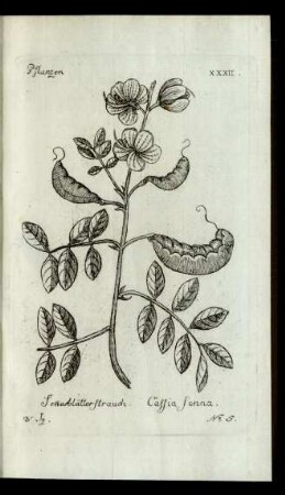 No 5. Sen̅esblätterstrauch. Cassia senna.