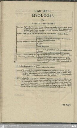 Tab. XXIII. Myologia. De Musculus In Genere