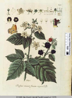 Tabula II. Rubus.