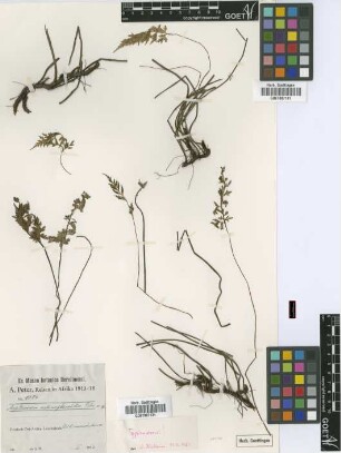 Asplenium actinopteroides Peter [type]