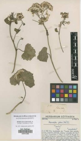 Adenostyles glabra DC.