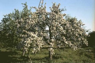 Zunzingen: Badische Weinstraße in Blüten