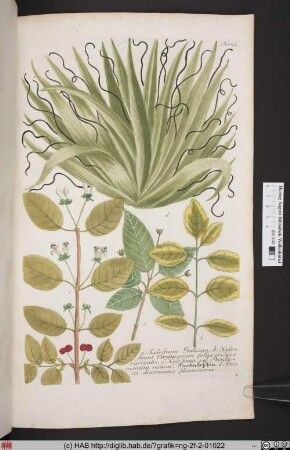 Xylosteum. Yucca [Hecken-Kirschen. Yucca-Palme].