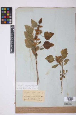 Xanthium albinum (Widder) Scholz