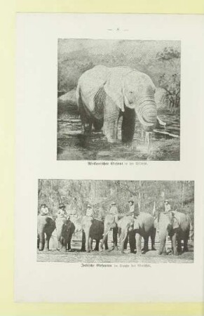 Afrikanischer Elefant
