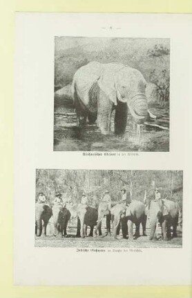 Afrikanischer Elefant