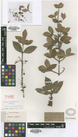 Rheedia aristata Griseb. [lectotype]