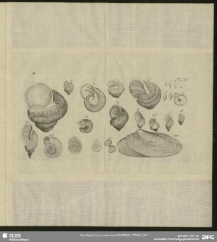 Tab. VI. [Fig. 1 - Fig. 24]