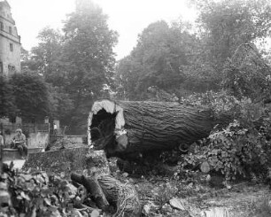 Schönfeld (Dresden-Schönfeld-Weißig), Fällen der beiden Linden im Rittergutshof. Durchmesser des Stammes 30 cm, über dem Boden 180 und 200 cm