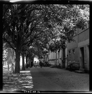 Alte Linden am Marktplatz in Müllrose