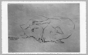 Zwei liegende Schweine : Zwei liegende Schweine (Naturstudie). Kohlezeichnung (1939; E. Richter). Dresden-Südvorstadt, Eisenstuckstraße, Atelier der Künstlerin